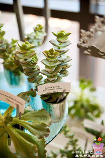 多肉植物席位卡 别样清新中的浪漫邂逅